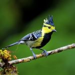 Male Yellow-cheeked Tit Stock Photo