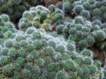 Rebutia Cactus (rebutia Albiflora) Stock Photo