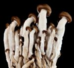 Mushrooms On A Black Background Stock Photo