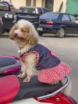 Small Dog Sits On Moped Stock Photo