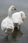 Roman Tufted Geese In The Danube Delta Stock Photo