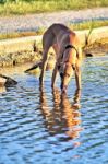 Dog Drinking In The Lake Stock Photo