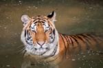 Tiger In The Water Stock Photo