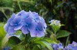 Common Hydrangea (h Macrophylla) Stock Photo