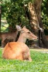 Brown Female Antelope In Grass Field Stock Photo