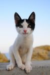 A Lovely Cat Is Looking At Photographer Stock Photo