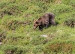 Brown Bear In Asturian Lands Stock Photo