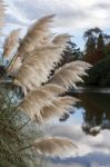 Pampas Grass Stock Photo