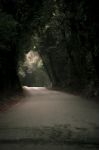 Moody Hazy Road In The Forest Stock Photo