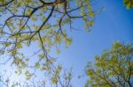 Tree With Sky Stock Photo