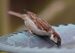 Sparrow Stock Photo