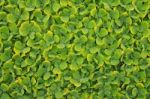 Pistia Stratiotes Stock Photo