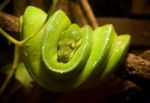 Green Snake Stock Photo