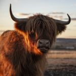 Highland Cow On The Farm Stock Photo