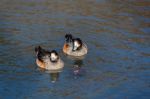 Chiloe Wigeon Anas Sibilatrix Stock Photo