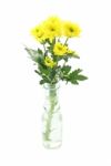 Yellow Chrysanthemum Flower In Bottle Of Water Stock Photo