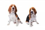 Two Beagle Dogs Sitting On White Background Use For Animals And Lovely Pets And Doggy Theme Stock Photo