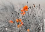 Poppies Stock Photo