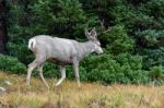 Mule Deer (odocoileus Hemionus) Stock Photo