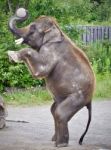 Isolated Photo Of An Elephant Standing On Two Legs Stock Photo