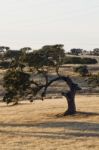 Curious Holm Oak Tree Stock Photo