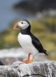 Puffin Stock Photo