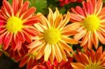 Orange And Red Chrysanthemum Flowers In Garden Stock Photo