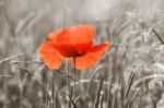 Poppy Stock Photo