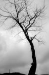 Branch And Leaves (dead Tree) Stock Photo