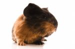 Baby Guinea Pig Stock Photo