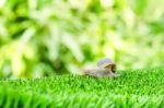 Snail Crawling Stock Photo