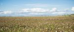 Cotton Field In Oakey, Queensland Stock Photo