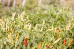 Growing Peppers Stock Photo