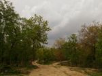 Forest Pathway Stock Photo