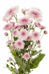 Pink Chrysanthemum Flower Beautiful Fresh Stock Photo