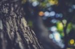 Close Up Tree Bark With Out Of Focus Background Stock Photo