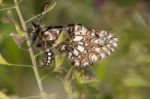 Spanish Festoon Butterfly (zerynthia Rumina) Stock Photo