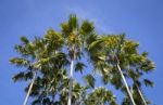 Palm Tree Over Blue Sky Stock Photo