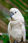 Mollucan Cockatoo Stock Photo