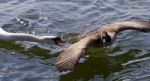 Amazing Image With An Angry Swan Attacking A Canada Goose Stock Photo