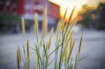 Grass Flowers Stock Photo