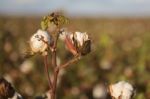 Cotton Field In Oakey, Queensland Stock Photo