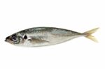 Raw Short Mackerel Fish Stock Photo