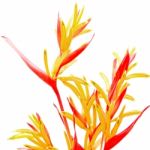 Heliconia Rubra Stock Photo