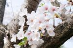 Sakura Cherry Blossom Stock Photo