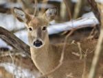 Beautiful Isolated Photo With A Cute Wild Deer In The Snowy Forest Stock Photo