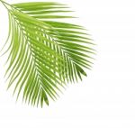 Palm Leaf Isolated On White Background Stock Photo