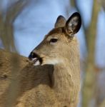 Beautiful Isolated Photo With A Wild Deer In The Forest Stock Photo