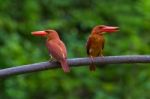 Ruddy Kingfisher Stock Photo