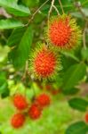 Rambutan Stock Photo